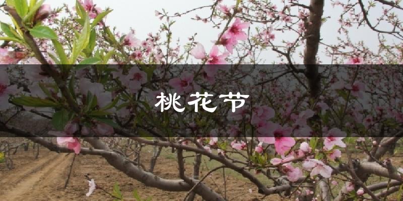 桃花节气温