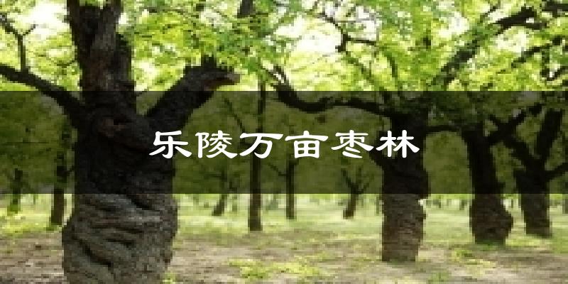 乐陵万亩枣林今日天气