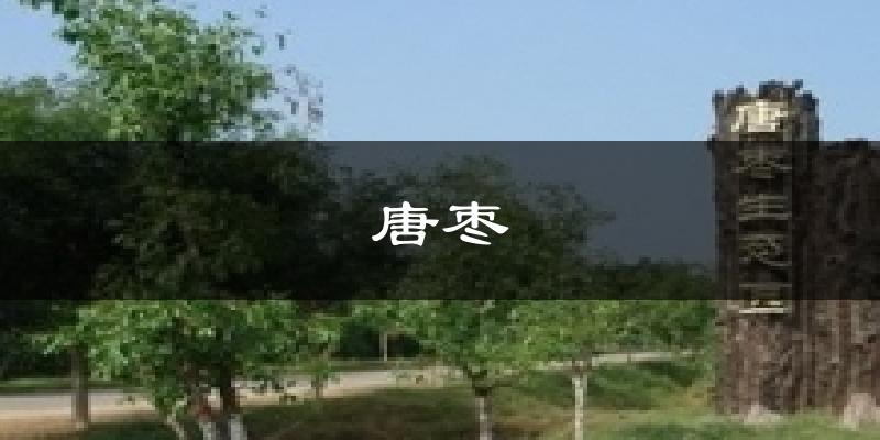 唐枣气温