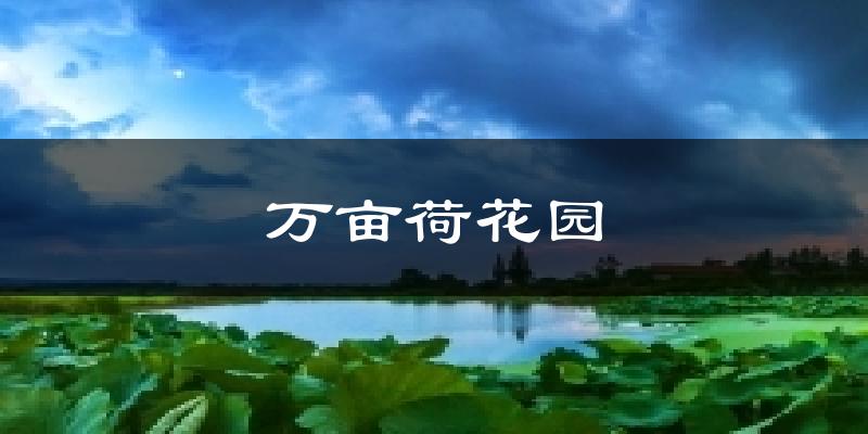 万亩荷花园气温