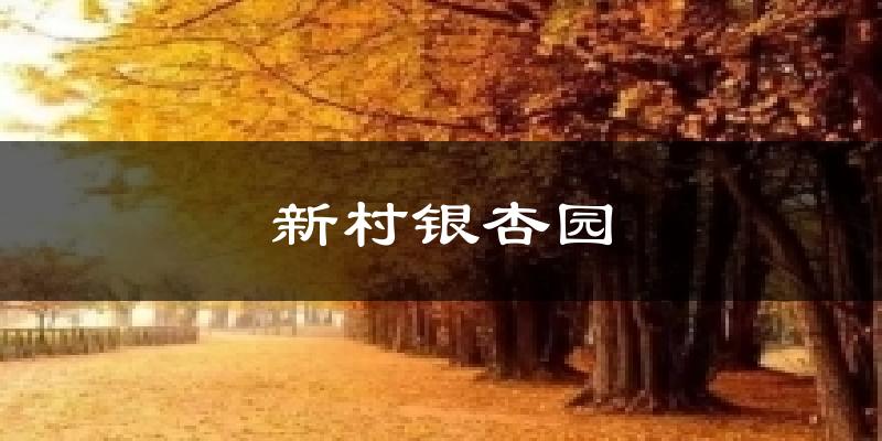 新村银杏园气温