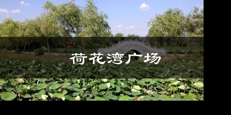 荷花湾广场今日天气