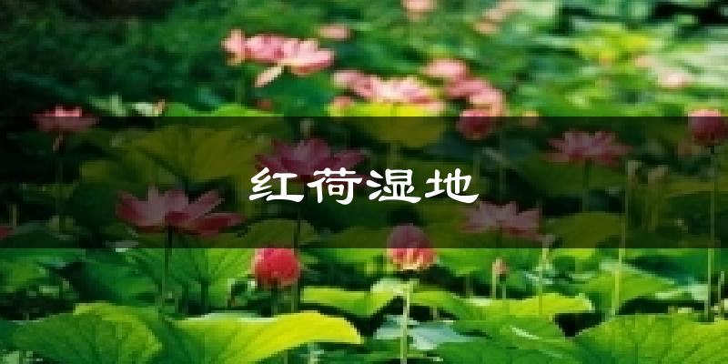 红荷湿地气温