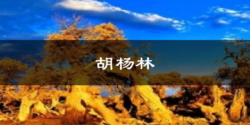 胡杨林气温