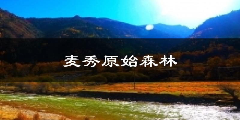 麦秀原始森林气温