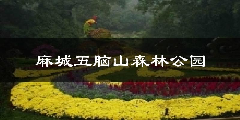 麻城五脑山森林公园气温