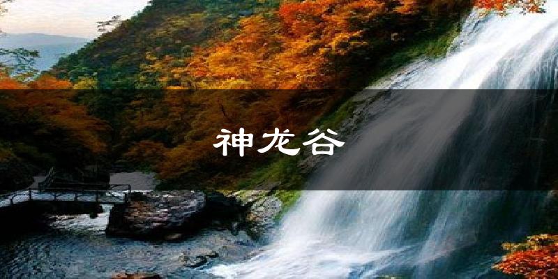 神龙谷气温