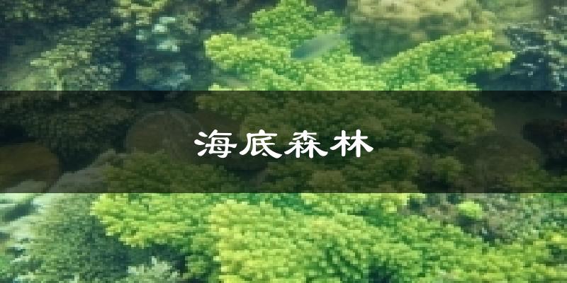 海底森林今日天气