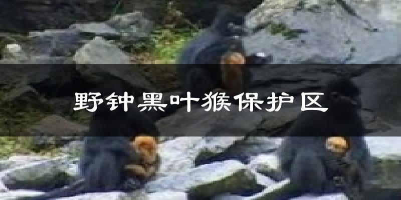 野钟黑叶猴保护区今日天气