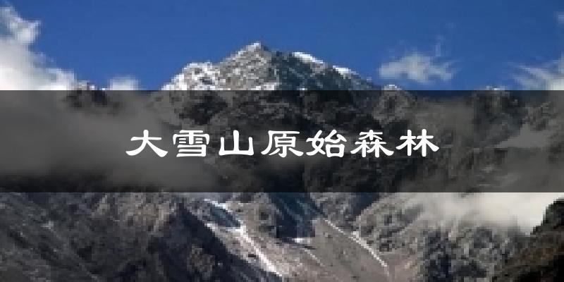 大雪山原始森林今日天气