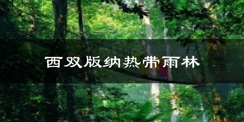 西双版纳热带雨林今日天气