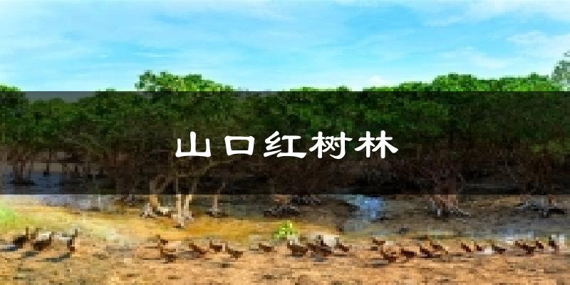 山口红树林气温